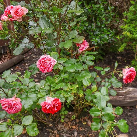 The Old Sweet Shop Whitby