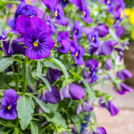The Old Sweet Shop Γουίτμπι